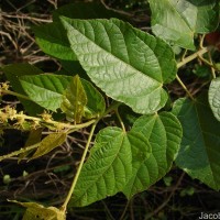 Croton caudatus Geiseler